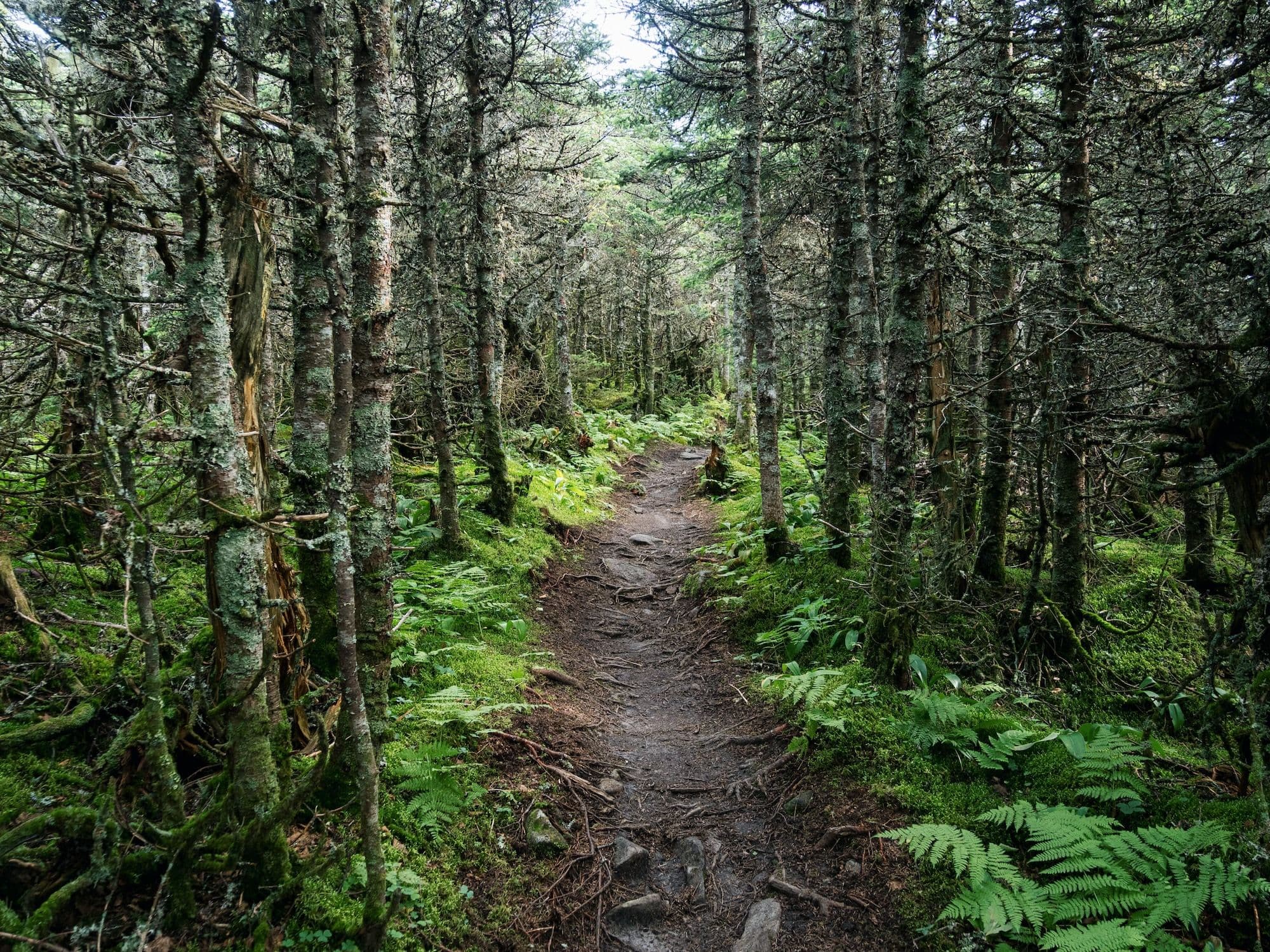 White Mountains Running Retreat 2025 (Completed)